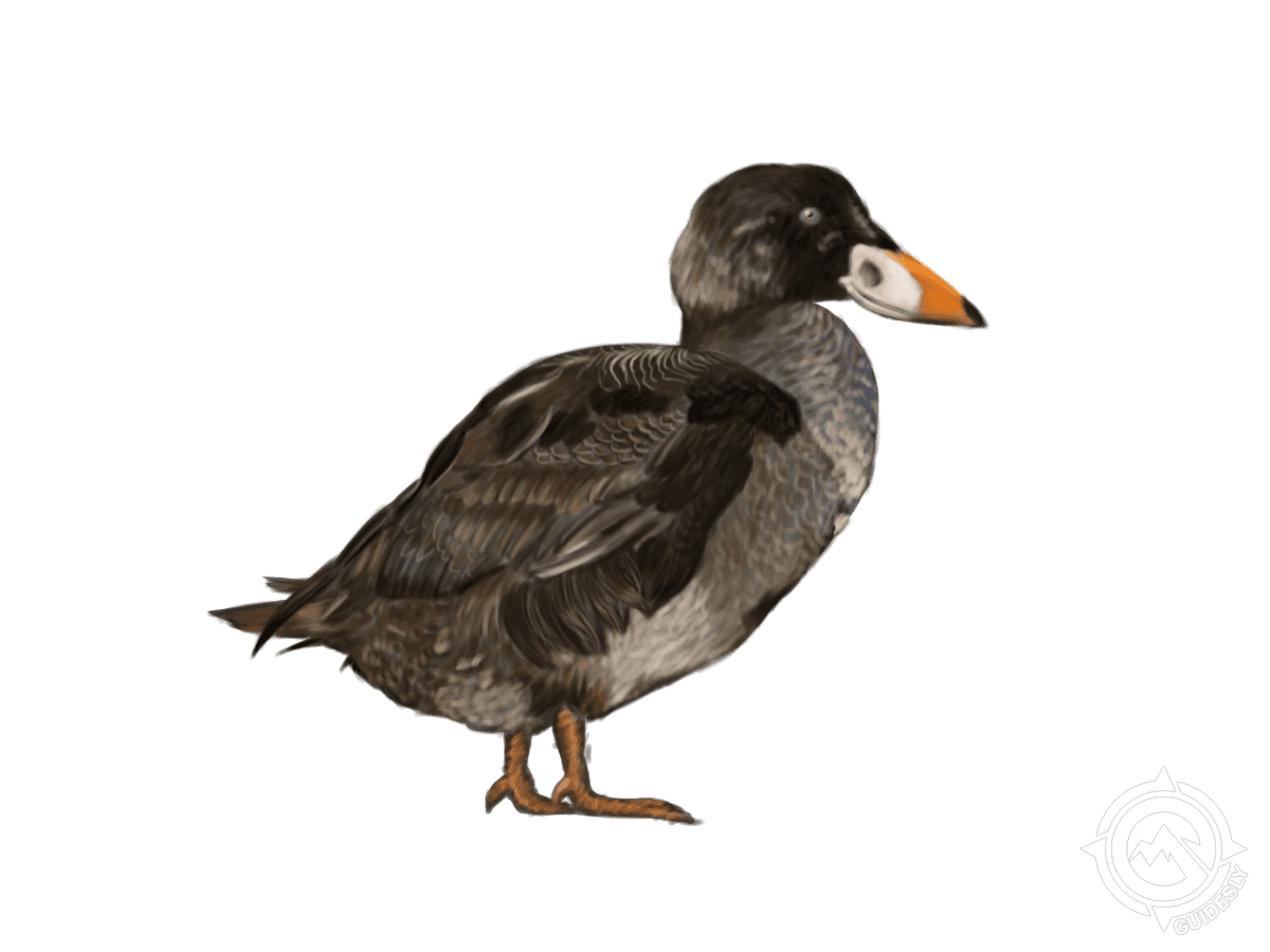 Surf Scoter