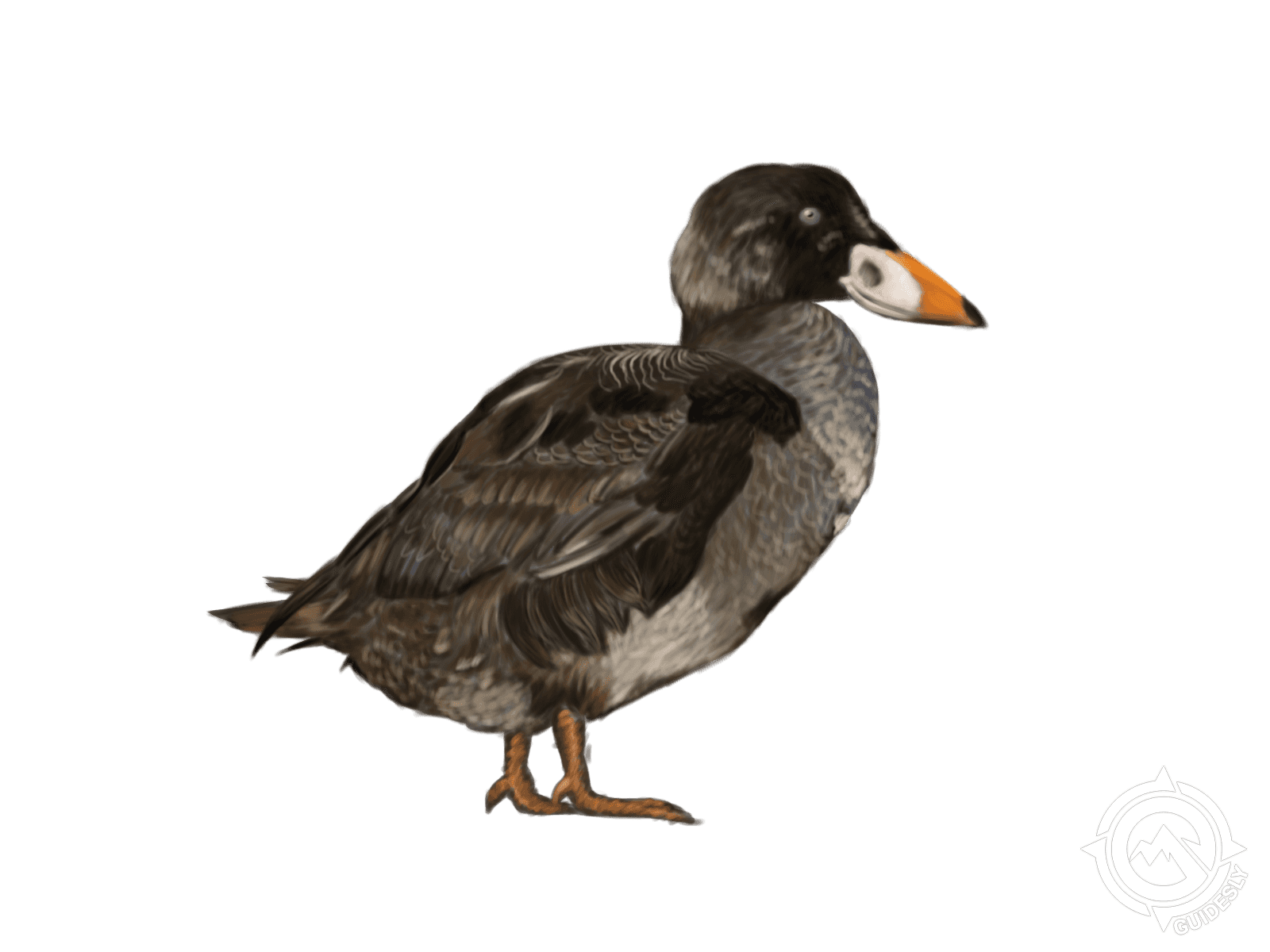 Surf Scoter