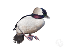 Bufflehead